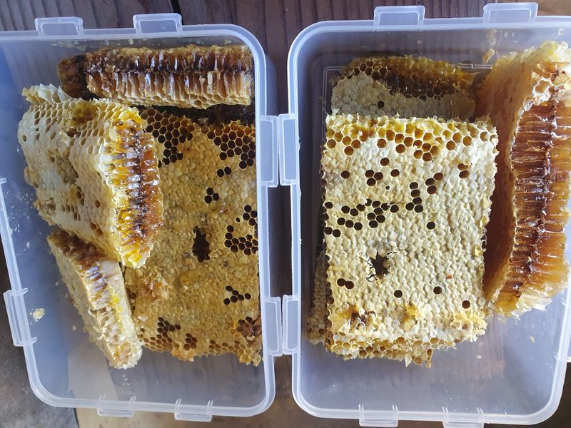 예천토종꿀벌 님의 장터 판매 상품 [토종꿀 ] 첨부 사진