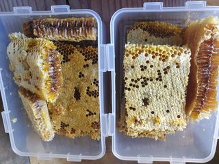 예천토종꿀벌 님의 작성글 사진