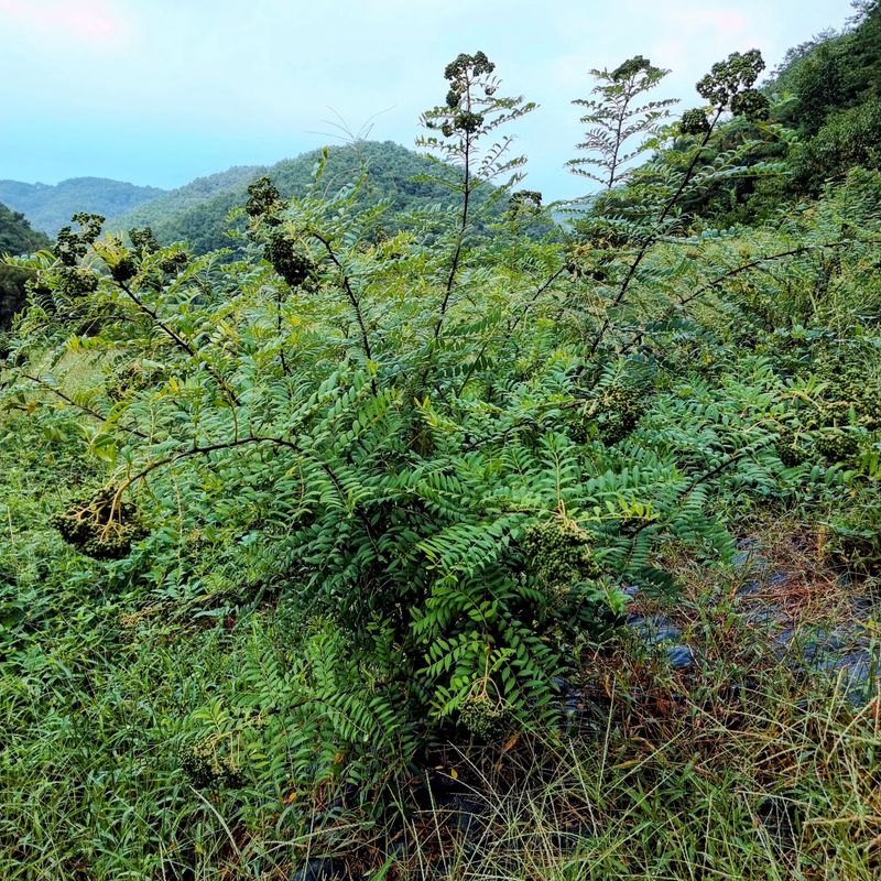양지리님의 장터 판매 상품 [산초 기름 400미리리터] 첨부 사진