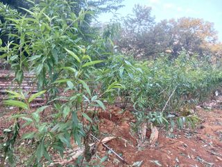 최낙원님의 자유주제 · 자유게시판 작성글 사진