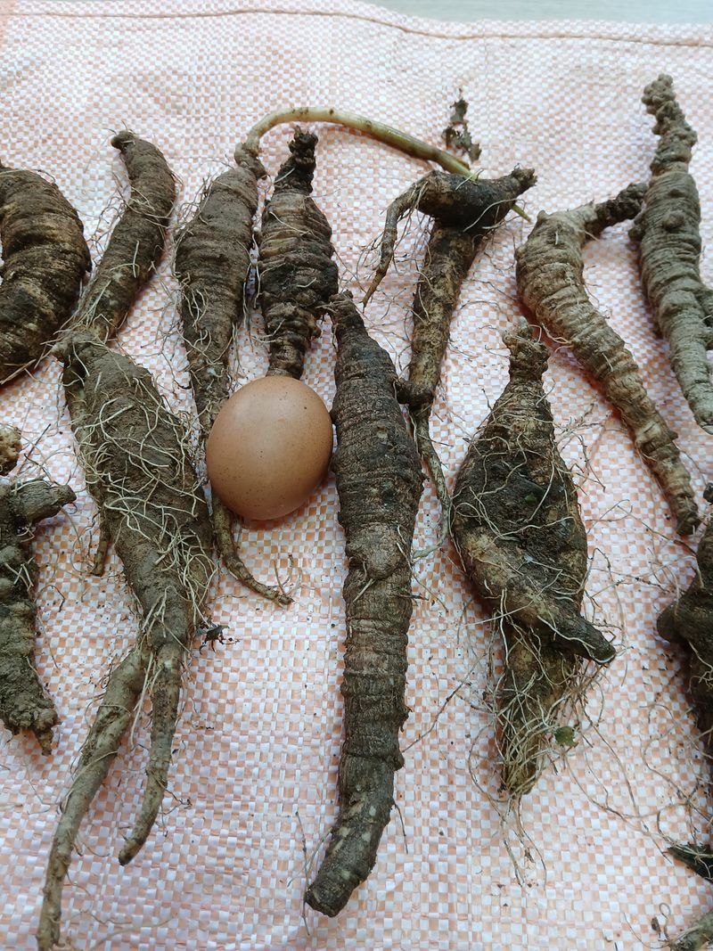 둥이 맘님의 장터 판매 상품 [자연산 더덕1.4키로] 첨부 사진