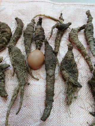 둥이 맘님의 작성글 사진