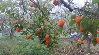 산골촌부님의 자유주제 · 자유게시판 작성글 사진