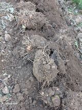 팜모닝 자유주제·자유게시판 게시글 이미지