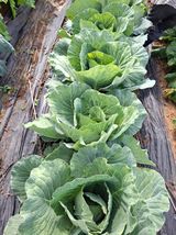 팜모닝 자유주제·자유게시판 게시글 이미지