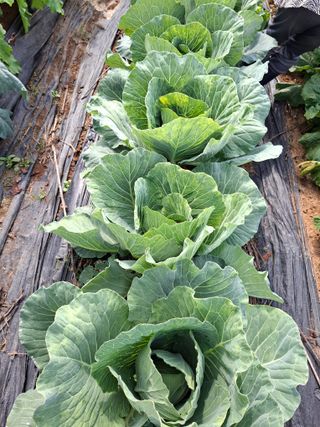 보헤미안님의 자유주제 · 자유게시판 작성글 사진