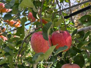 화성농원님의 사과 · 수확 작성글 사진