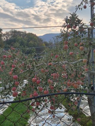 병풍취산채농원님의 자유주제 · 자유게시판 작성글 사진