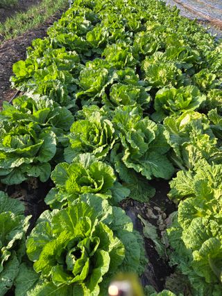 knlee님의 자유주제 · 자유게시판 작성글 사진