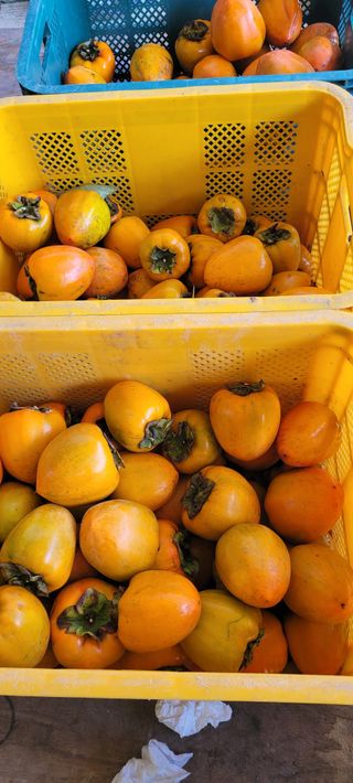 서녕영더기님의 자유주제 · 자유게시판 작성글 사진