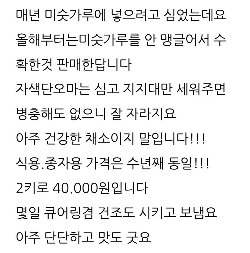 삼성농산님의 장터 판매 상품 [자색단오마.마운틴양파.요술대파.] 첨부 사진