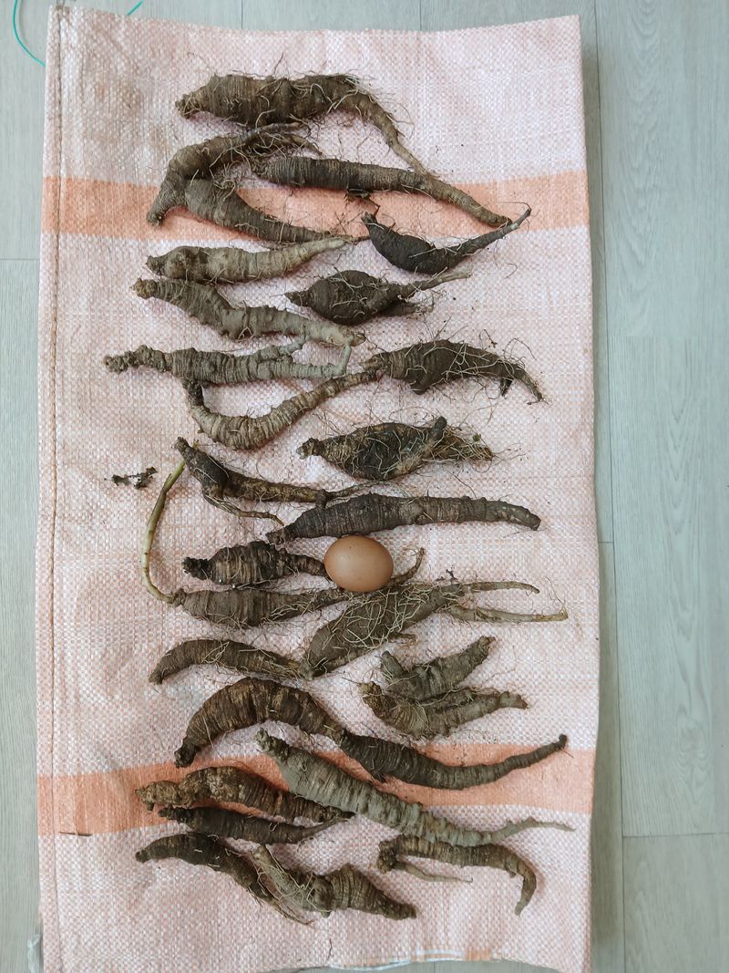 둥이 맘님의 장터 판매 상품 [자연산 더덕1.4키로] 첨부 사진