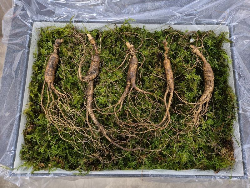 스마일님의 장터 판매 상품 [장뇌산삼] 첨부 사진