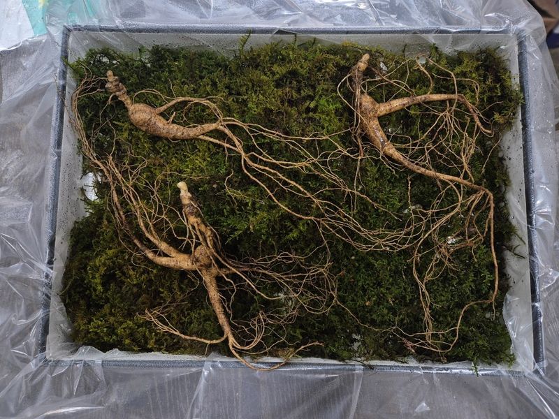 스마일님의 장터 판매 상품 [장뇌산삼] 첨부 사진