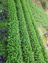 팜모닝 · 게시글 이미지