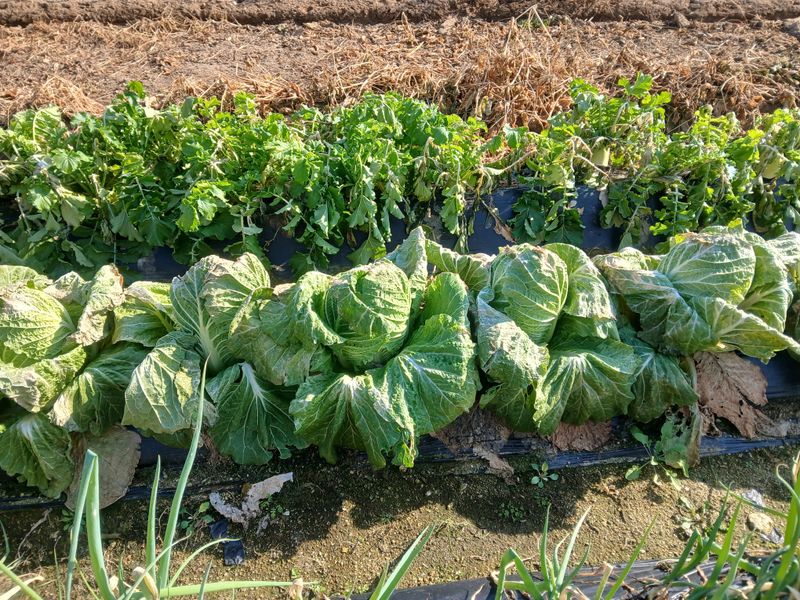 장터 상품 [배추] 썸네일