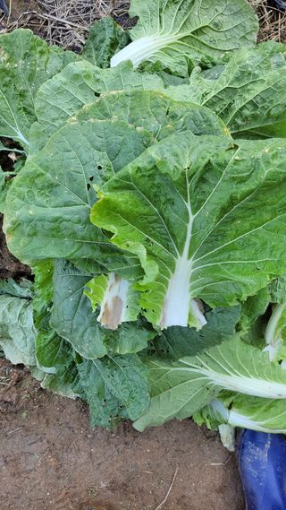 명장박세태님의 자유주제 · 자유게시판 작성글 사진