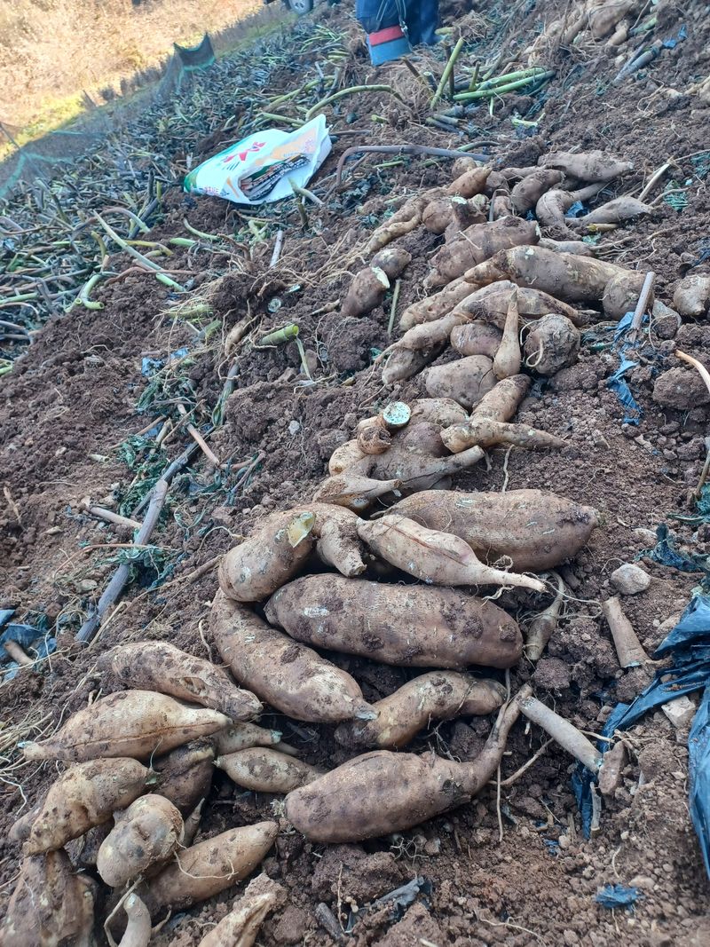 남산바우님의 장터 판매 상품 [야콘10키로] 첨부 사진
