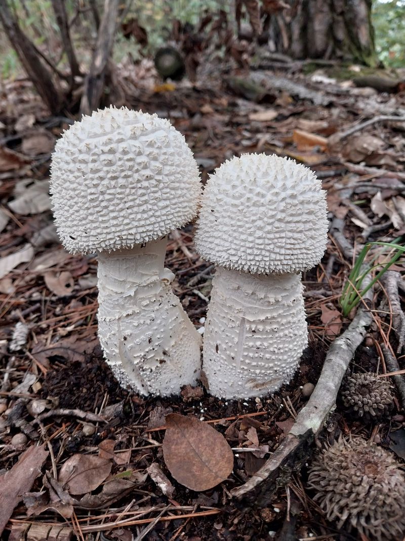 장터 상품 [포도 파우치 박스] 썸네일