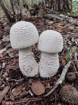 팜모닝 · 게시글 이미지