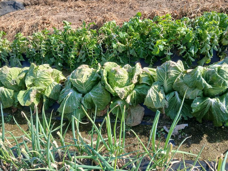 토토이님의 장터 판매 상품 [배추] 첨부 사진