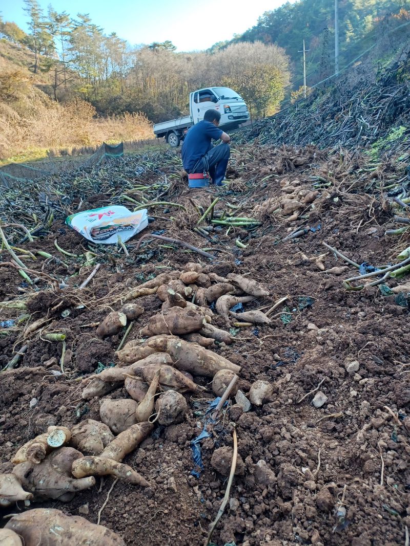 남산바우님의 장터 판매 상품 [야콘10키로] 첨부 사진