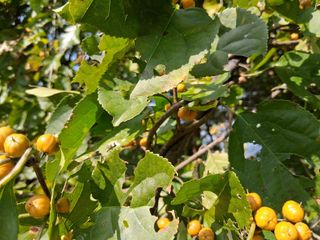 영수농원님의 자유주제 · 자유게시판 작성글 사진