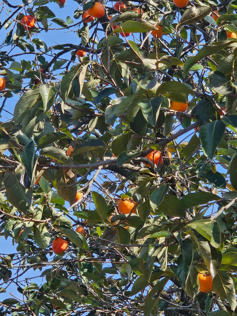 전법님의 장터 판매 상품 [대봉감 20kg] 첨부 사진