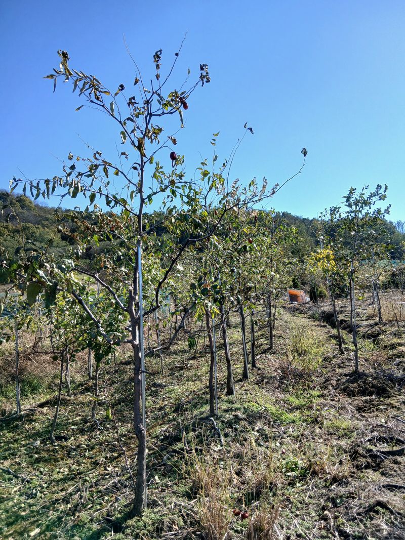 장터 상품 [보은대추 나무] 썸네일