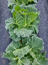 팜모닝 자유주제·자유게시판 게시글 이미지