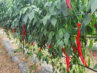 김삿갓님의 작성글 사진