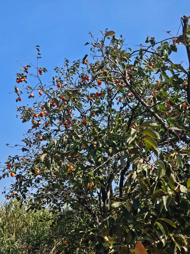 장터 상품 [대봉감 20kg] 썸네일