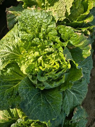 장관덕님의 자유주제 · 자유게시판 작성글 사진