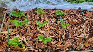 장석오님의 자유주제 · 자유게시판 작성글 사진