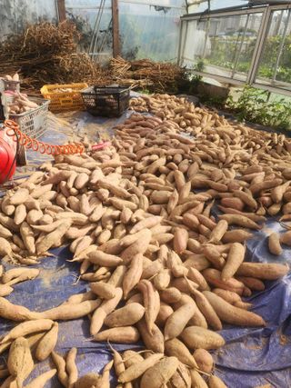 시흥댓골농부님의 자유주제 · 자유게시판 작성글 사진