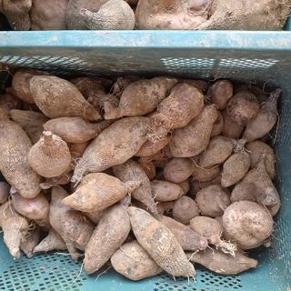 삼성농산님의 자유주제 · 자유게시판 작성글 사진