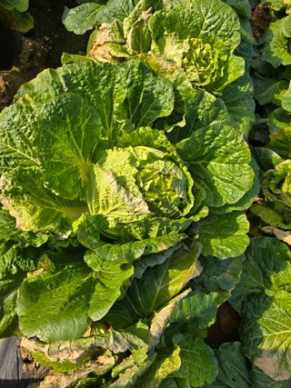 장관덕님의 자유주제 · 자유게시판 작성글 사진