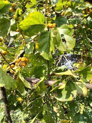 영수농원님의 자유주제 · 자유게시판 작성글 사진