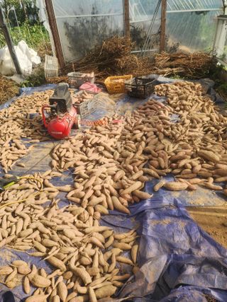 시흥댓골농부님의 자유주제 · 자유게시판 작성글 사진