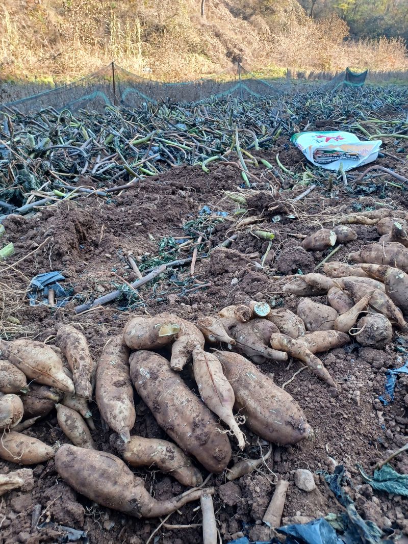 장터 상품 [야콘10키로] 썸네일