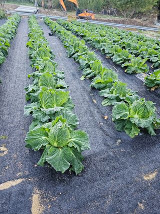 최연재님의 자유주제 · 자유게시판 작성글 사진
