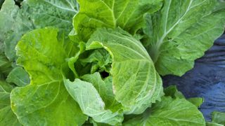 명장박세태님의 자유주제 · 자유게시판 작성글 사진