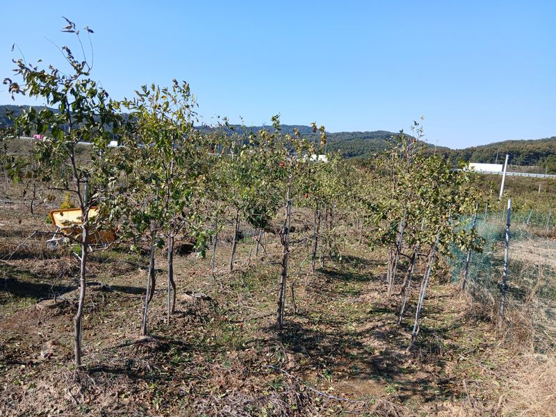 권태훈님의 장터 판매 상품 [보은대추 나무] 첨부 사진