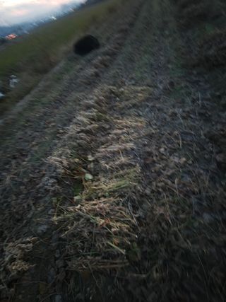 희찬모(정정자)님의 콩 · 자유게시판 작성글 사진