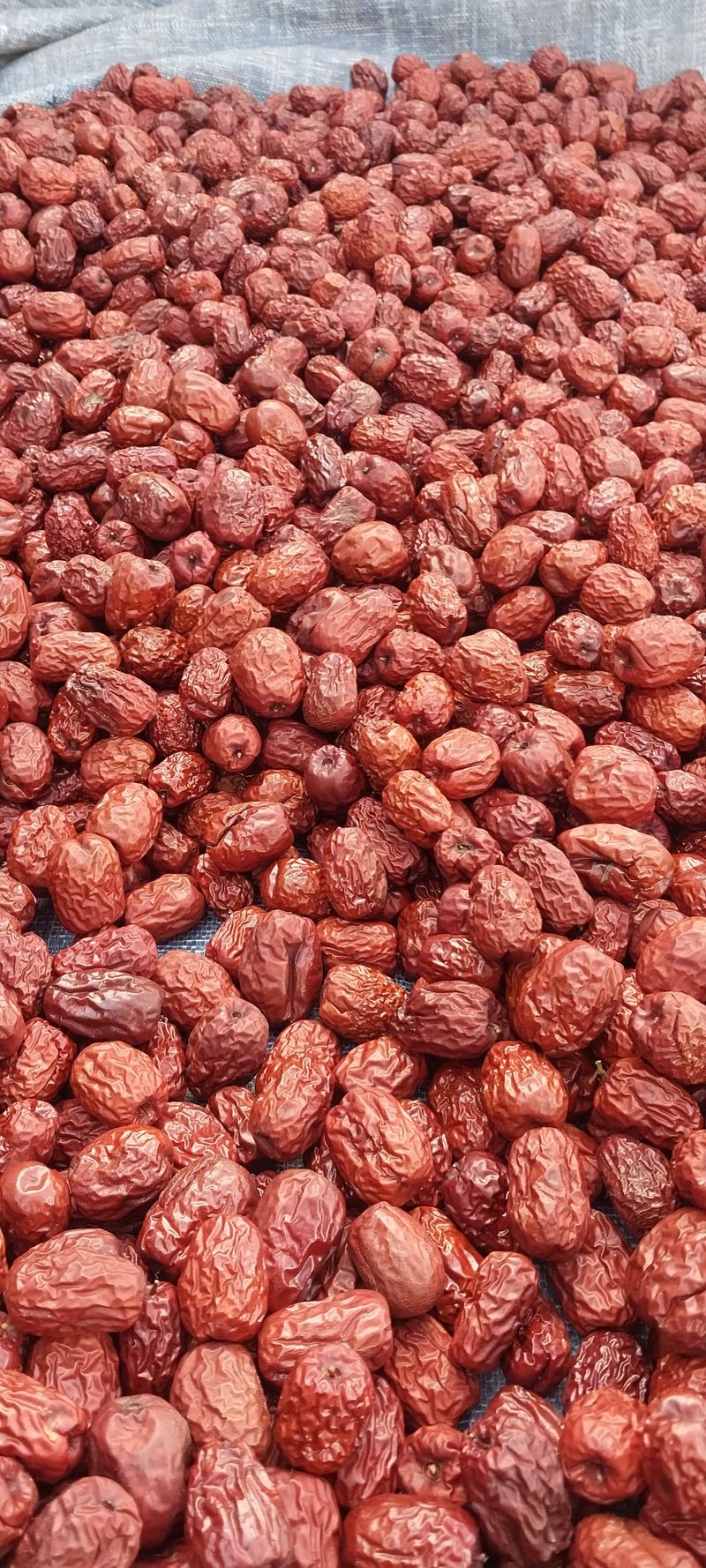 장터 상품 [보은 건대추 2키로 판매합니다] 썸네일