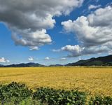 팜모닝 자유주제·자유게시판 게시글 이미지