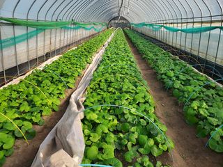 병풍취산채농원님의 자유주제 · 자유게시판 작성글 사진