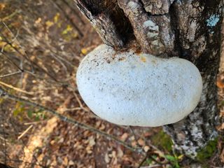 꿀복이농장님의 자유주제 · 자유게시판 작성글 사진