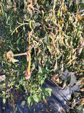 김용갑님의 자유주제 · 자유게시판 작성글 사진