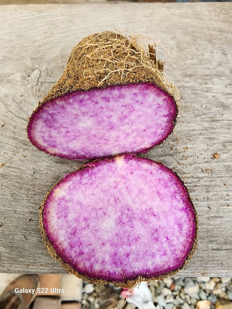 매기소골농장님의 장터 판매 상품 [자색마 2kg] 첨부 사진